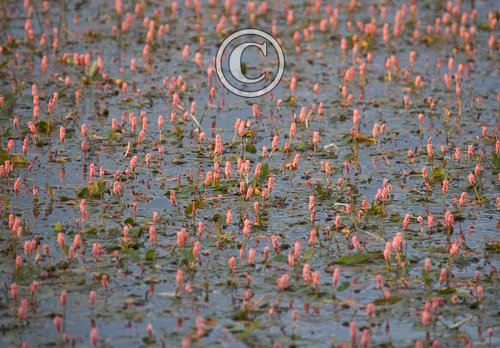 Amphibious Bistort DMO388